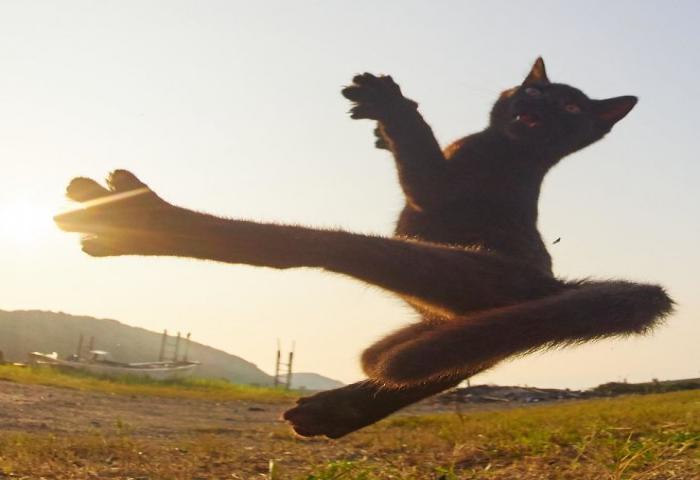Kucing Ternyata Bisa Menjadi Ninja
